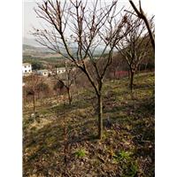 浙江樱花、宁波樱花基地-精品樱花批发