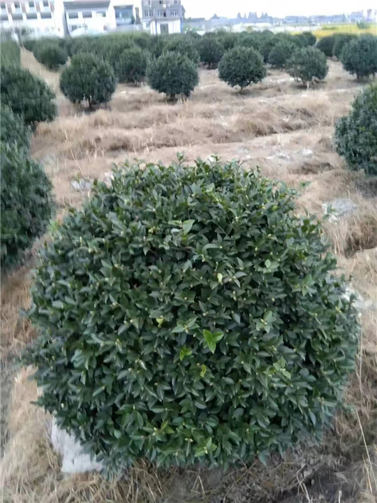 浙江茶梅球树苗批发