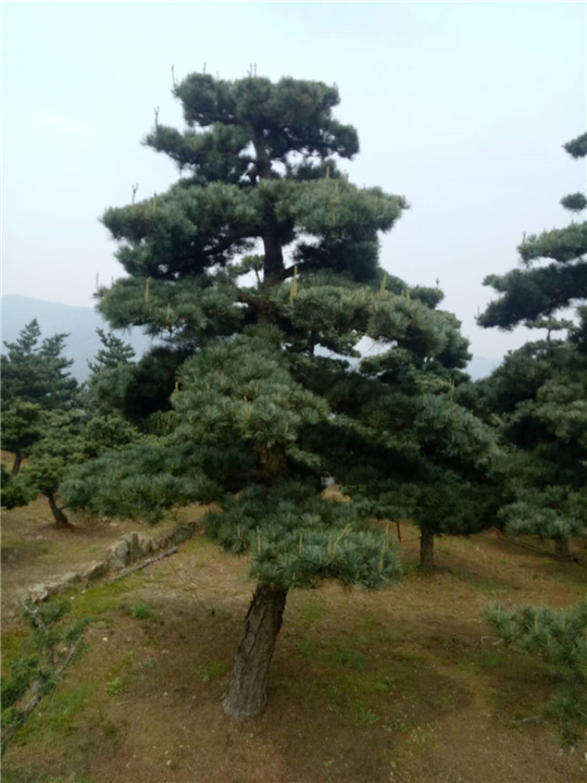 浙江造型五针松大规格树苗