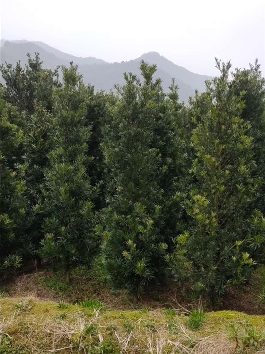 罗汉松树苗 