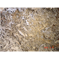 厦门白蚁防治|厦门白蚁13860421819 