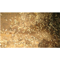 白蚁防治应该注意的事项，13860421819 
