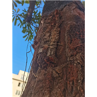 厦门灭蟑螂老鼠
