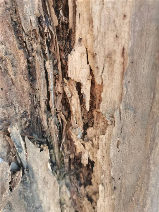 厦门建筑物白蚁预防
