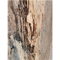 厦门建筑物白蚁预防