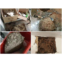 厦门白蚁防治