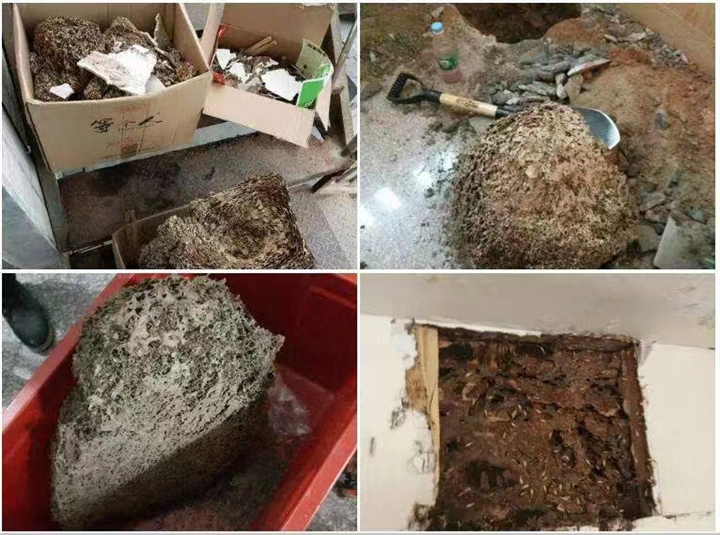 厦门白蚁防治