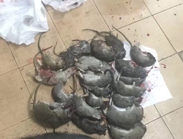 泉州医院灭鼠 