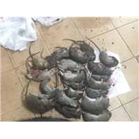 泉州医院灭鼠 