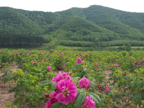 四季玫瑰苗的病虫害及其防治 