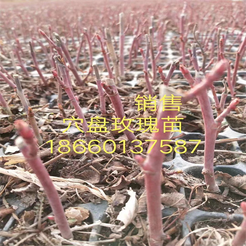 四季玫瑰苗