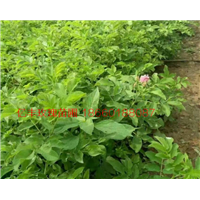 山东玫瑰苗种植技术，四季玫瑰苗 