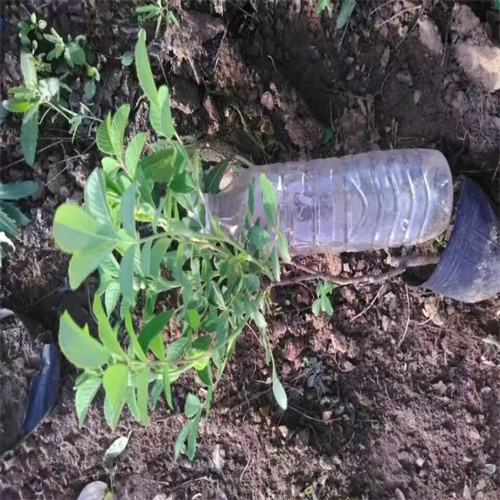 丰花一号玫瑰苗