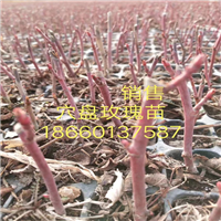 四季玫瑰苗