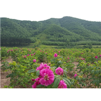 四季玫瑰苗的病虫害及其防治 