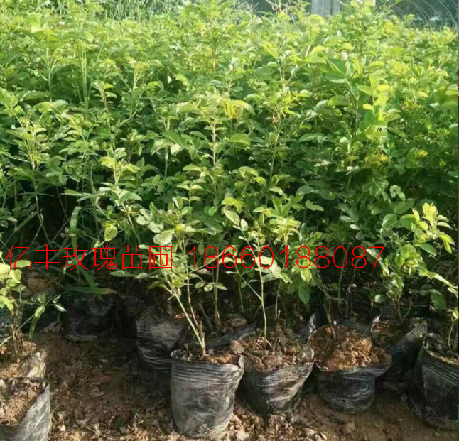 四季玫瑰营养杯苗种植时间 