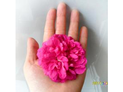 丰花一号玫瑰苗丰花玫瑰苗 