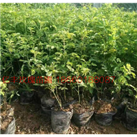 四季玫瑰营养杯苗种植时间 