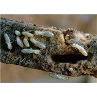 白蚁害人怎么办就找昆明金威有害生物防制有限公司 