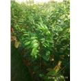 原生**茶苗供应-防城**茶苗出售 