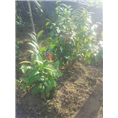 防普**茶供应-防城**茶批发