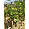 广西防城港**茶苗订购 