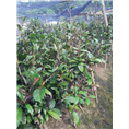 防城哪里有**茶苗批发