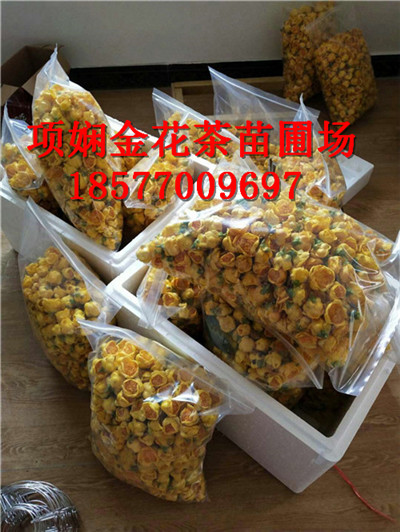 2019防城港**茶价格|**茶作用