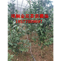 防城港**茶苗批发|**茶作用
