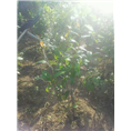 **茶岀售-广西**茶出售