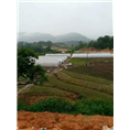 原生**茶供应-防城**茶批发