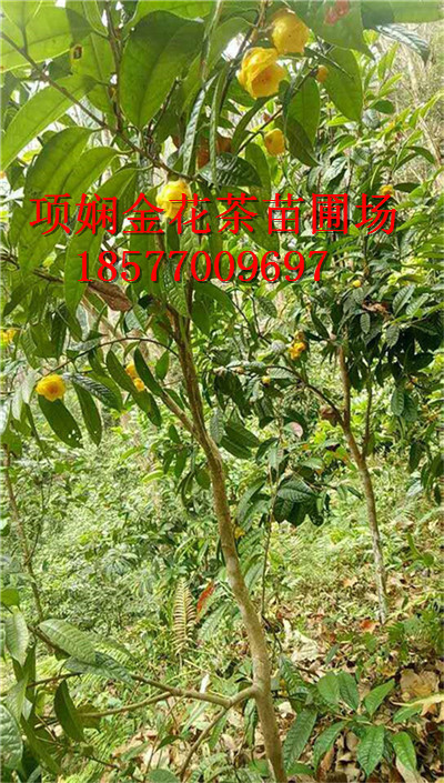 **茶功效