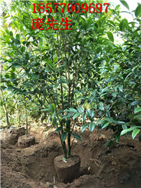 广西**茶价格
