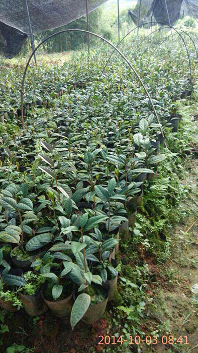 **茶小苗