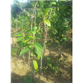 防普**茶供应-防城**茶