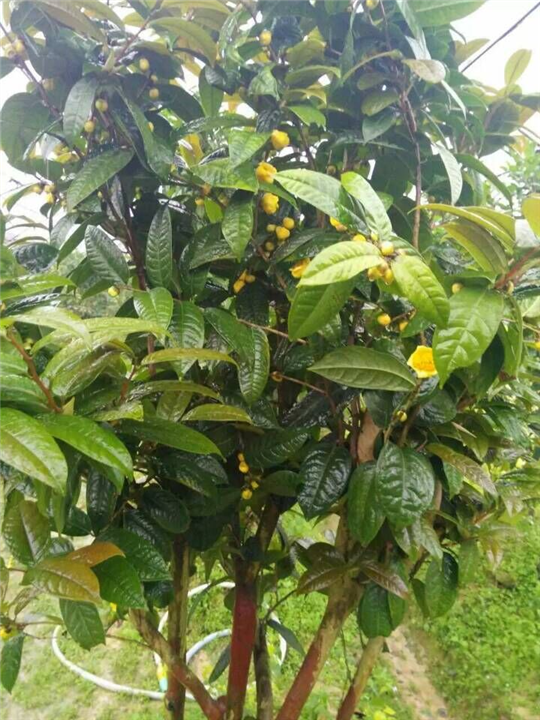 防城**茶培植技术 