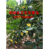 **茶作用有哪些？