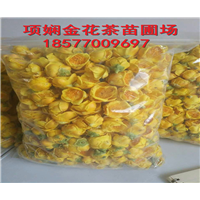 广西**茶供应-防城港**茶供应