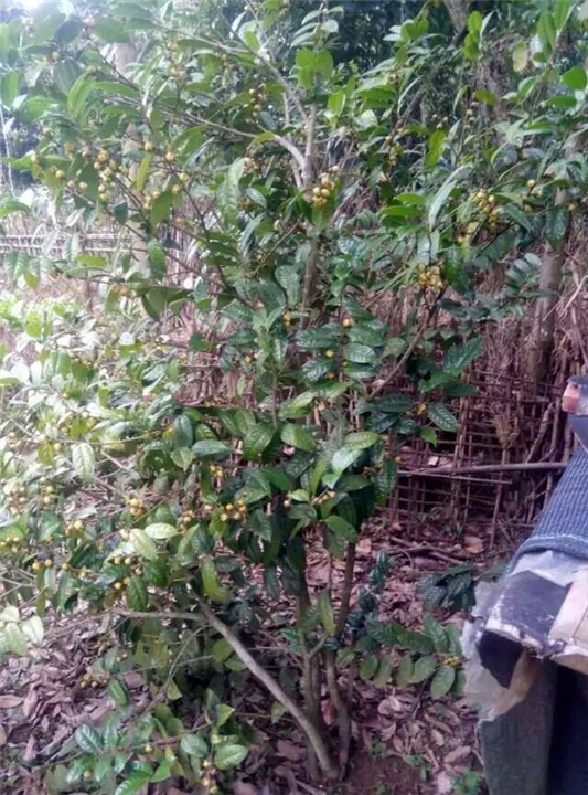 **茶岀售 
