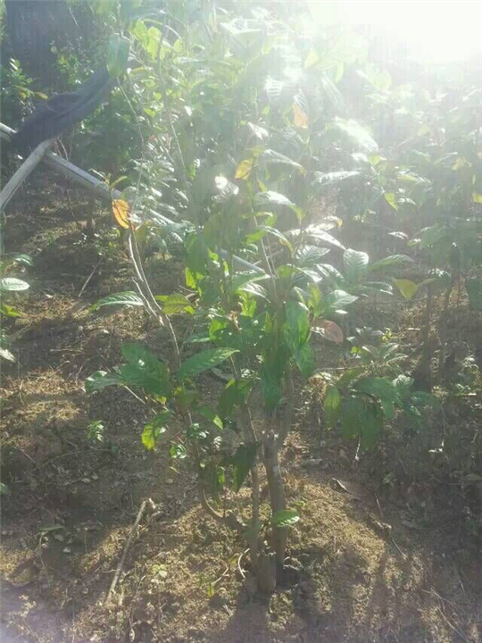 **茶岀售-广西**茶出售