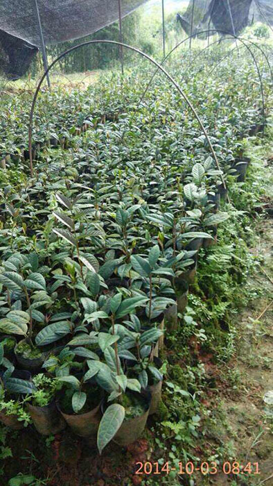 防城**茶苗种植