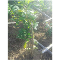 防普**茶供应-防城**茶批发电话