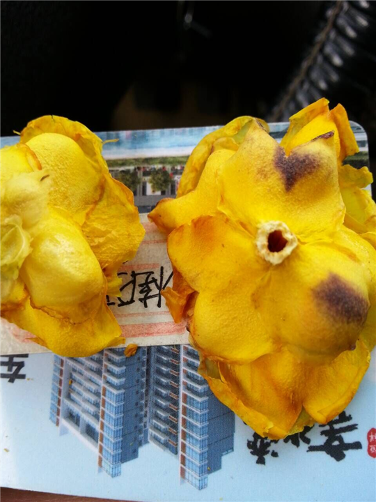 防城**茶花岀售 