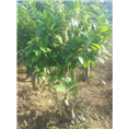 **茶岀售-防城**茶批发电话