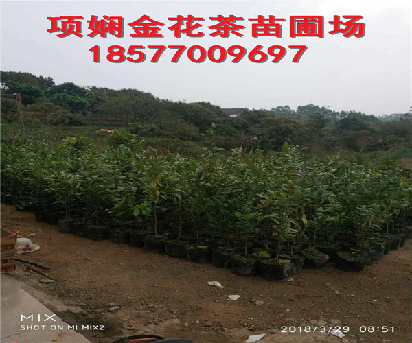 项娴**茶苗圃-广西**茶苗供应电话