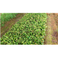 防城港**茶苗种植