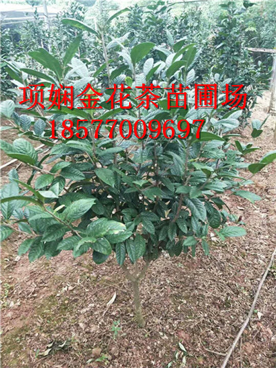 防城港**茶苗|**茶作用