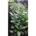 广西**茶苗
