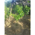 **茶岀售-广西**茶供应