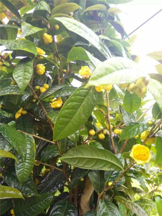 防城**茶药用价值 